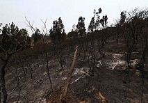 Cambio de uso de suelo posincendio: un incentivo perverso para la eliminación de bosques nativos 