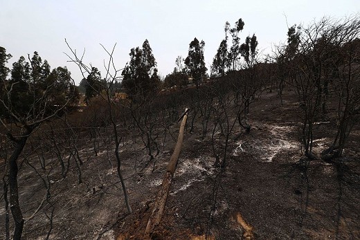 Cambio de uso de suelo posincendio: un incentivo perverso para la eliminación de bosques nativos