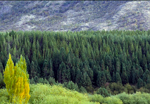 Centros científicos chilenos llaman a suspender forestación con especies exóticas en la Patagonia por cambio climático 