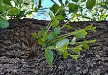 Crítica situación de los bosques de Chile central motiva a investigadores a solicitar apoyo y participación ciudadana 