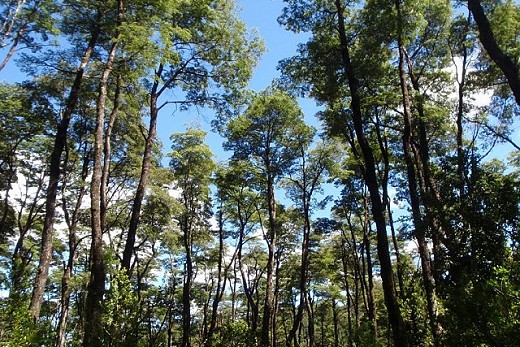 Desde una mirada transdiciplinaria libro de Núcleo TESES aborda problemas de conservación de bosques nativos