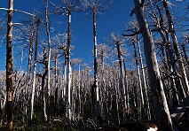 Incendios de mayor magnitud, sequía e invasión de pinos ponen en peligro la sobrevivencia de nuestros bosques 