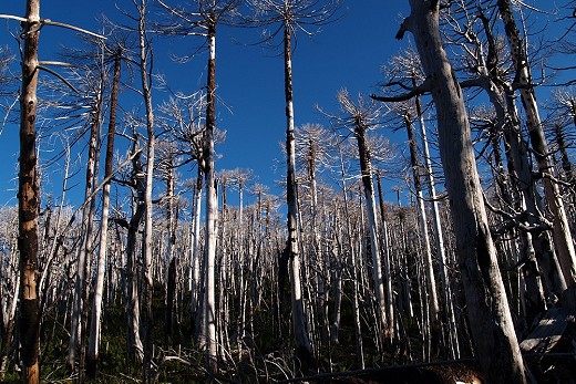 Incendios de mayor magnitud, sequía e invasión de pinos ponen en peligro la sobrevivencia de nuestros bosques