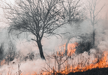 Sequía, plantaciones e incendios: la trilogía que puede ahumar la fiesta 