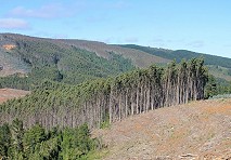Organizaciones científicas apoyan proyecto de ley para que explotación de plantaciones forestales ingresen al Sistema de Evaluación de Impacto Ambiental 