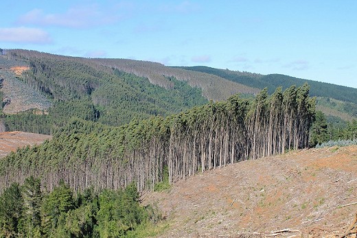 Organizaciones científicas apoyan proyecto de ley para que explotación de plantaciones forestales ingresen al Sistema de Evaluación de Impacto Ambiental