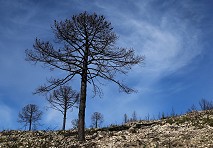 Investigador Senior de FirSES será orador principal en el 1er Congreso Internacional sobre Fuego en el Sistema Terrestre: Humanos y Naturaleza 